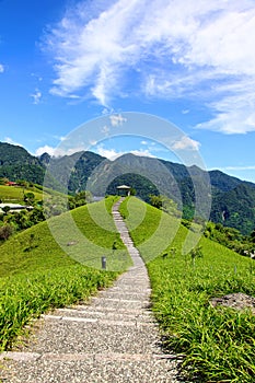 Day lily flowers field,Taiwan