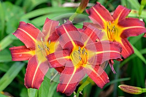 Day lily Hemerocallis Autumn Red, stunning yellow-red flowers