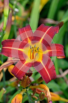 Day lily Hemerocallis Autumn Red, trumpet-shaped yellow-red flower