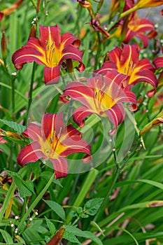 Day lily Hemerocallis Autumn Red, trumpet-shaped yellow-red flowering plants