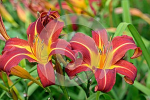 Day lily Hemerocallis Autumn Red, trumpet-shaped yellow-red flowers