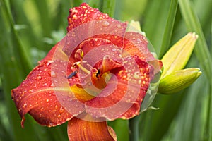 Day-Lily hybrid