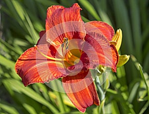 Day Lily hybrid `Paprika Flame`.