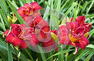 Day-Lily hybrid `Pepper Flame`.