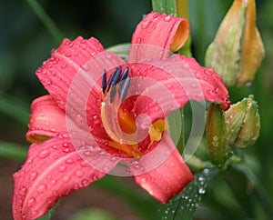 Day-Lily in Rain