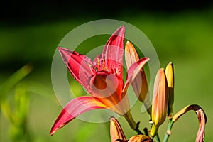 day lily, red, red flower, red day lily, daylily summer, summer time, summer flowers, lake, water, summer garden, garden, garden