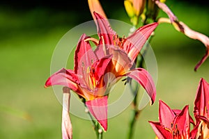 day lily, red, red flower, red day lily, daylily summer, summer time, summer flowers, lake, water, summer garden, garden, garden