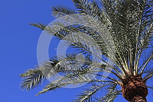 Day moon and palm tree photo
