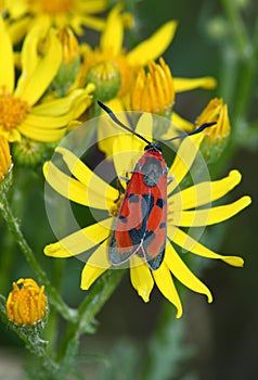 Day moth (Zugaena laeta)