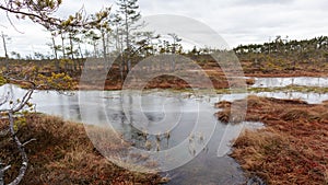 Day nature view of a marsh during the day with small pine trees, brown small grass and ditches and ponds of marsh water