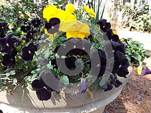Day and Night Pansies photo