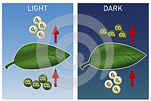 Day and night photosynthesis diagram