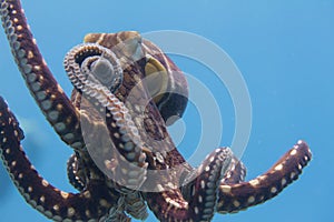 Day Octopus off Kona, Big Island, Hawaii