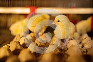 Day-old broiler chickens in a poultry factory.