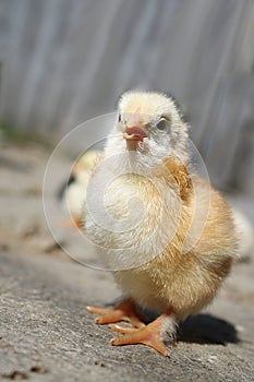 A day-old chick