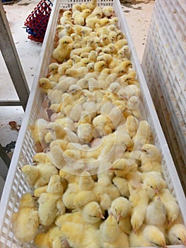 Day Old Chick In The Basket