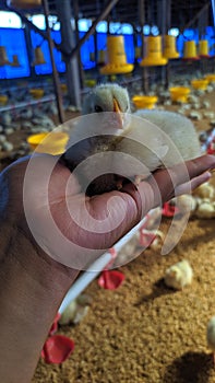 Day old chick