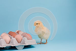 A day old chick stands with an egg carton full of brown eggs on