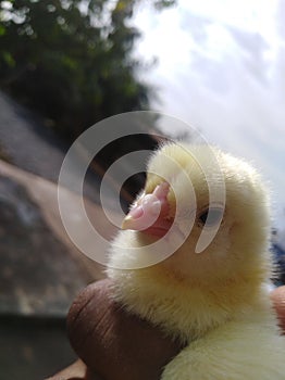 Day old chick