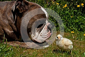 Day-old chickens hang out with a Old English Bulldog