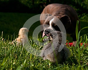 Day-old chickens hang out with a Old English Bulldog