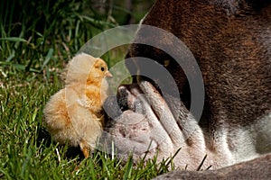 Day-old chickens hang out with a Old English Bulldog