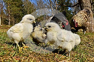 Day-old chicks photographed in group on free range.