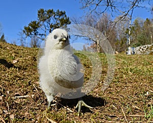 Day-old chicks photographed in group on free range.