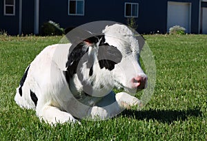 Day old Holstein bull calf laying down on a sunny day