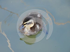 Day Old Mallard Duckling On Pond In UK