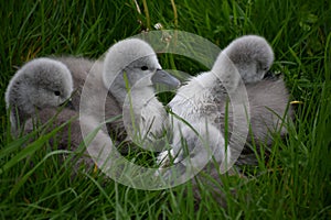 Day-Old Swan Cygnets Resting In The Grass After Their First Wim