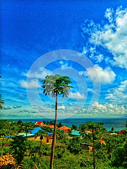 A day, sky blue, beach,ocean, forest, plant,  white, cloud,  green, hot day,  wonderful, greatful