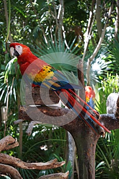 Scarlet Macaws resting on a tree,Tulum, Mexico photo
