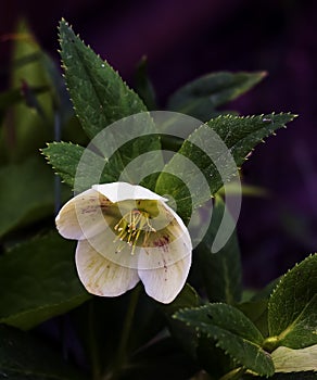 The day spring sun lights fresh flowers of a helleborus niger with bright white petals