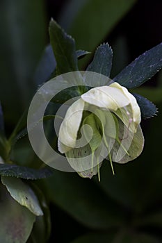 The day spring sun lights fresh flowers of a helleborus niger with bright white petals