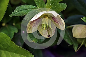 The day spring sun lights fresh flowers of a helleborus niger with bright white petals