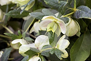 The day spring sun lights fresh flowers of a helleborus niger with bright white petals