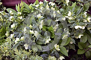 The day spring sun lights fresh flowers of a helleborus niger with bright white petals