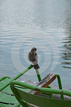 Day view of the Jardin des Tuileries garden, Paris photo