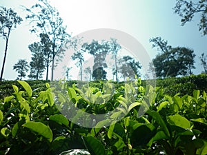 Dayaraba Estate Welimada badulla uva