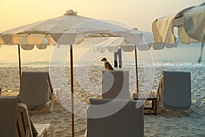 Daybeds on the Beach