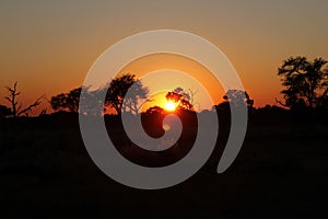 Daybreak in the African Bush