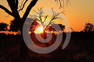 Daybreak in the African Bush