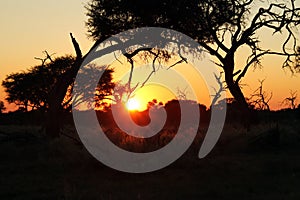 Daybreak in the African Bush