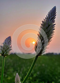 Daybreak with a flower