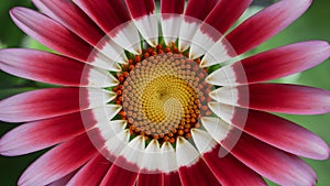 Daybreak flower, close up of red and white petals