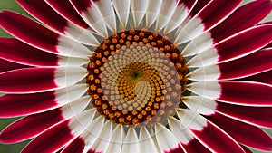 Daybreak flower, close up of red and white petals