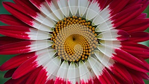 Daybreak flower, close up of red and white petals