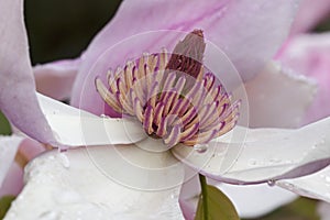 Daybreak magnolia flower