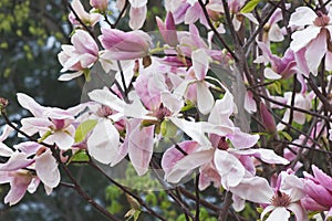 Daybreak magnolia flowers